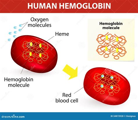 Structure Of Human Hemoglobin Stock Vector Illustration Of Diagram