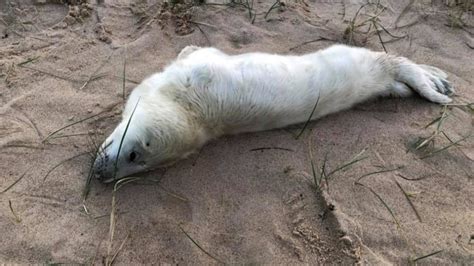 Warnings To Stay Away From Seals After Two Pups Die Because People Got