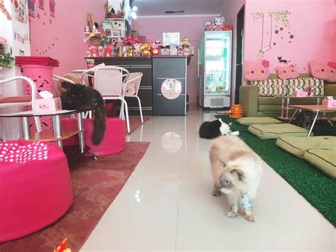 What is the best cat cafe near me ?. Cat Cafe: The Purr-fect Day Out in Phuket - Adventure ...