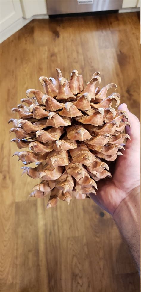 Large Foothill Digger Pine Cones From Northern California Etsy