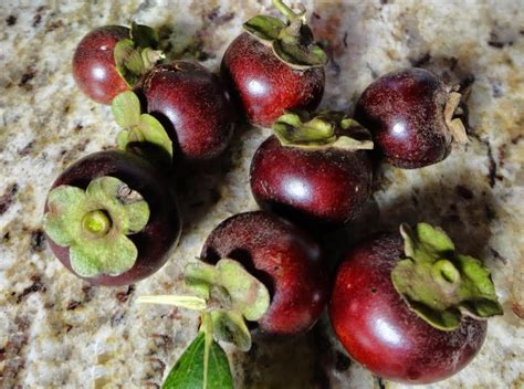 Informação Nutricional De Caqui