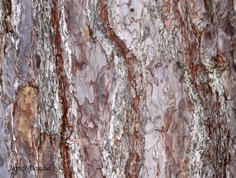 Red Pine Bark