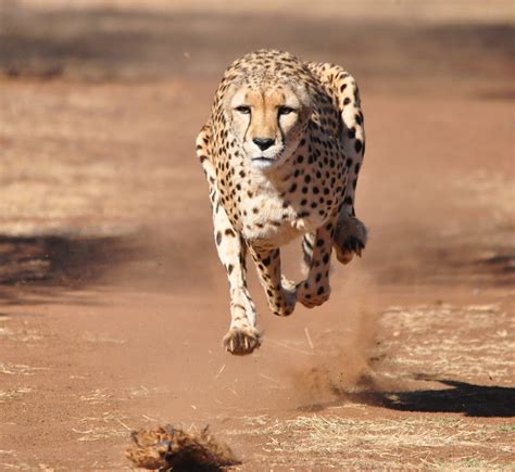 Cheeta De Wildste Weetjes Over Deze Roofkat Wild Van Freek