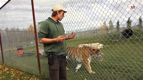 Zookeeper Talks About Siberian Tiger Youtube