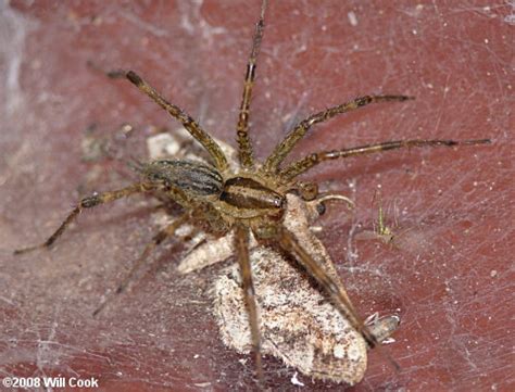 North Carolina Spider Photos