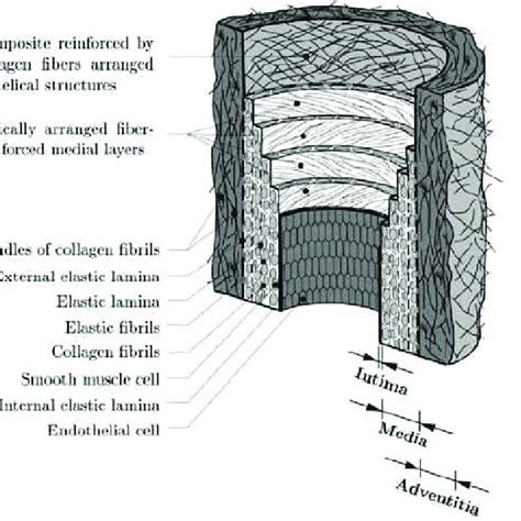 Les Trois Couches Du Thrombus Luminale A Mediale B Et Download Scientific Diagram