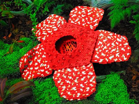But is that all to it? Rafflesia arnoldii Lego | The real Rafflesia arnoldii is a ...