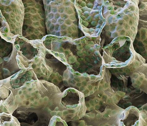 Photosynthetic Leaf Tissue Sem Stock Image C0134838 Science