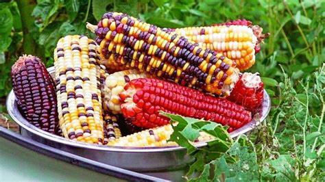Growing Rainbow Corn And What Does It Taste Like In 2020 Rainbow Corn