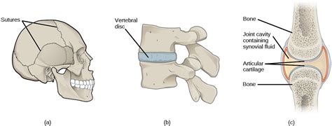 A gomphosis is an exception to the rule that joints connect bone. Musculoskeletal System · Concepts of Biology