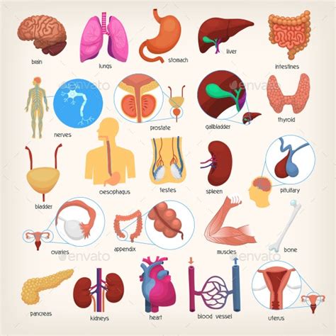 Human Internal Anatomy Organs By Moonery Graphicriver