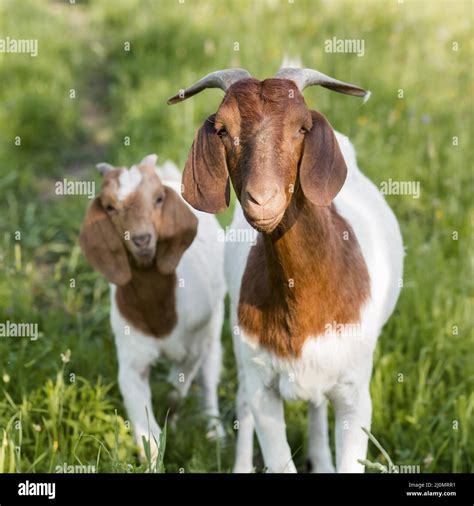 Two Pygmy Goats Hi Res Stock Photography And Images Alamy
