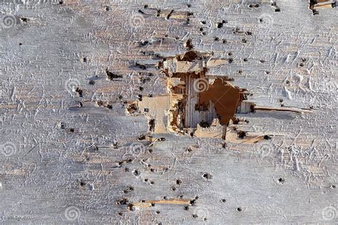 Wooden Shield With Bullet Holes Stock Image Image Of Blank Round