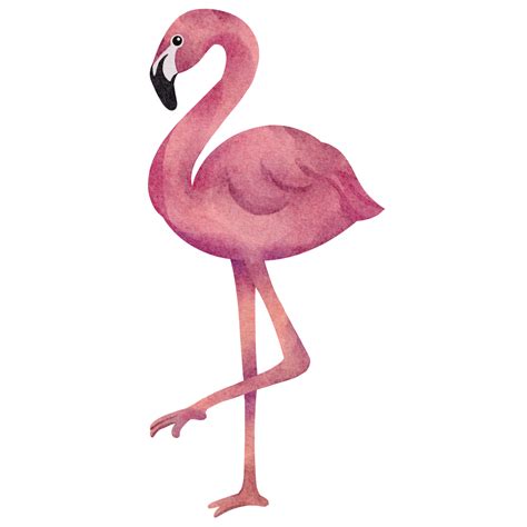 Watercolor Flamingo Animal Element 16537431 Png