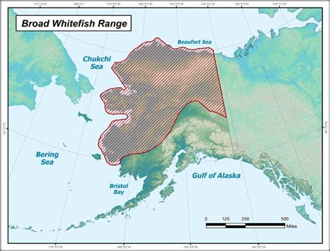 Broad Whitefish Range Map Alaska Department Of Fish And Game