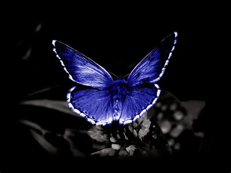 We did not find results for: wallpapers: Butterfly Desktop Backgrounds