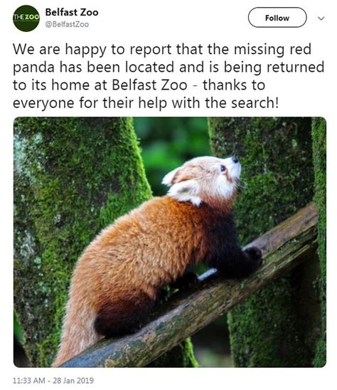 Missing Red Panda Amber Found A Mile Away From Belfast Zoo Daily Mail