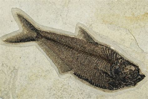 Diplomystus Fossil Fish For Sale