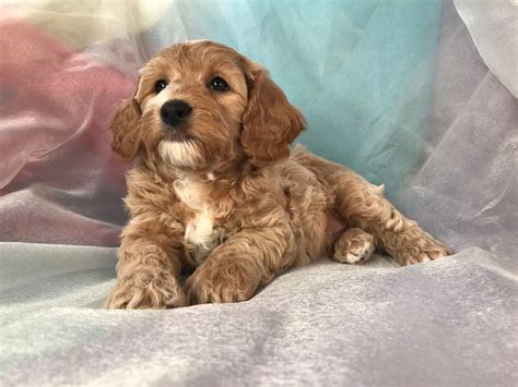 Male Cockapoos For Sale In Iowa By Professional Cockapoo Breeders