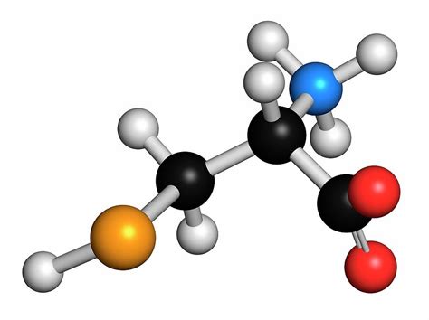 Selenocysteine Amino Acid Molecule Photograph by Molekuul/science Photo ...