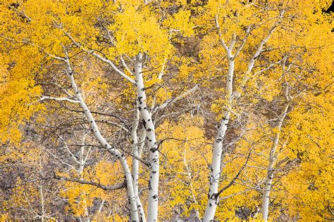Aspen In Autumn Yellow Foliage Edbookphoto