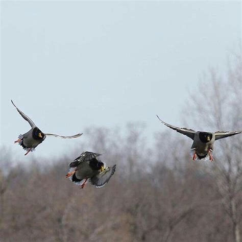 Waterfowl Obsessions Hunting Fighter Jets Waterfowl