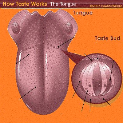 Function of human taste buds. Science Year 3: The sense of taste.