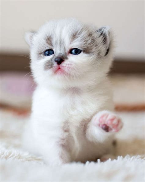 Cute Cats Kittens Cute Cats And Kittens Portrait Cats And Kittens