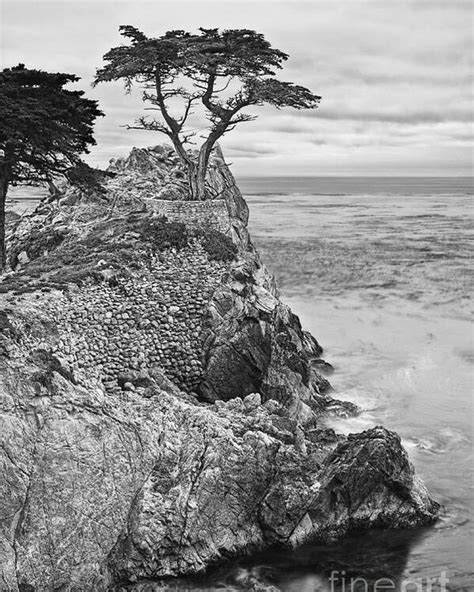 Keeping Watch Famous Lone Cypress Tree At Pebble Beach In Monterey