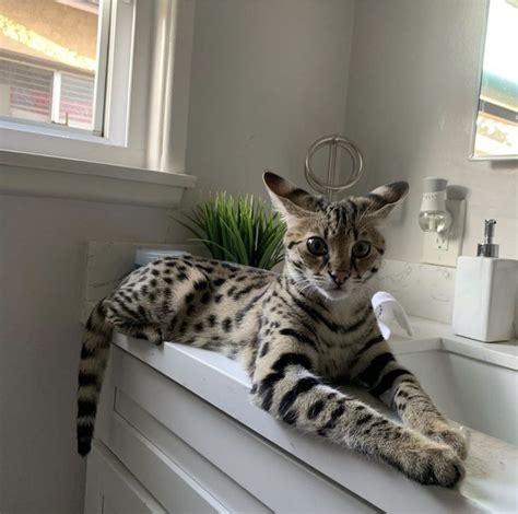 F1 Savannah Cats Best Breeder Savannah Cat Savannah Kitten Cat Breeder