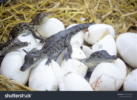 Crocodile Baby Egg
