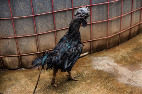 these rare all black chickens are revered new york post