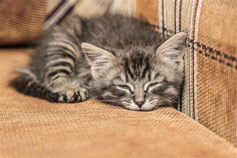 Gray Kitten Sleeping On A Couch Stock Photo Image Of Feline Kitten