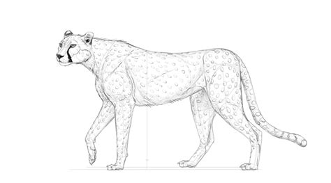Draw lightly at first so that you can erase easily if you want to change anything. How to Draw a Cheetah