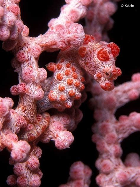 But when your cacti look a little sunken, your mind starts reeling: Seahorses in all sizes and colors. Very great underwater ...