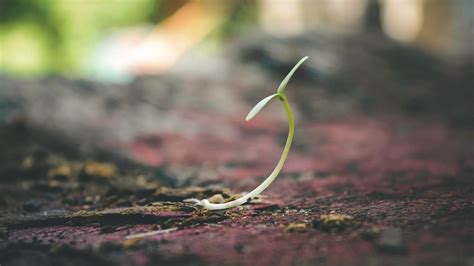 plant sprouting — Digg Deep Fitness & Nutrition