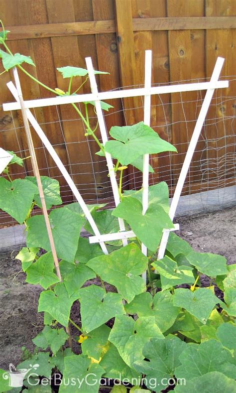 You can use trellises to hold them up, and this is where these diy cucumber trellis ideas will help you! Growing Cucumbers On A Trellis: How To Grow Cucumbers Vertically