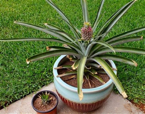 How To Grow A Pineapple Top Grow Pineapple Plant Pineapple Planting