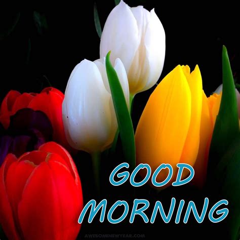 Share the best gifs now >>>. Good Morning Images With Flowers | Gud Mrng Images