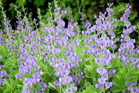 Pretty Purple Perennials That Deserve A Spot In Your Garden