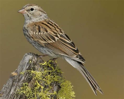 Chipping Sparrow Audubon Field Guide Backyard Birds Bird Photo Birds