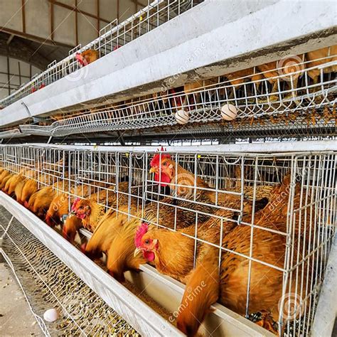 Layer Egg Chicken Cage Poultry Farm House Design Chicken Cages Free