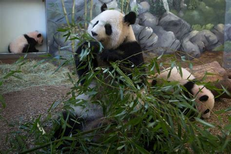 Saw The Giant Panda Lun Lun And Her Daughters Mei Lun And Mei Huan Zoo