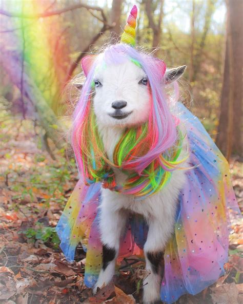 Goat Life On Instagram Another Entry Of Our Pet Goat As A Mystical