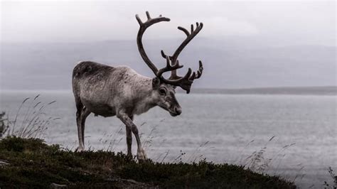 What Are Reindeer Used For In Norway Fascinating Facts