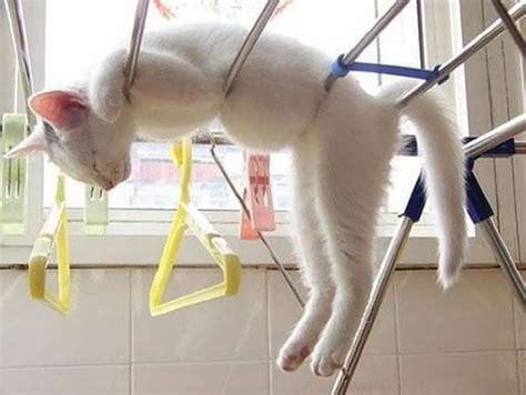 Photos Of Cats Sleeping In The Most Awkward Positions