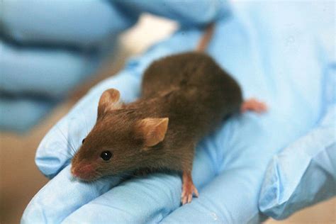 Transgenic Mice Can Smell Light