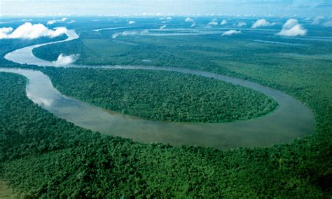 Amazon Rainforest Did U Know