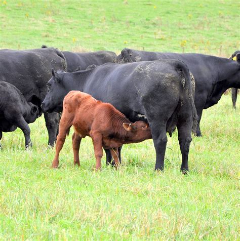 How To Wean Calves Without Stressing Them Agriexpo E Magazine