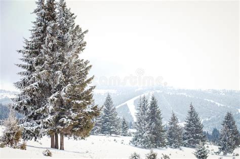 Winter Wonderland Landscape Snowy Fir Tree Background Stock Image